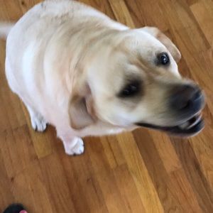 Meet your Posher, Tracey